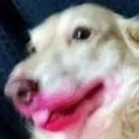 GSLipstickDog
