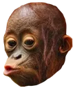 tisinge
