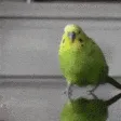 BirdRun