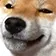shibe