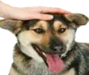 dogpat