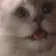 catShake catShake