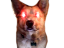 TriggeredDoggo custom emote | 🐾 Lisia Nora 🐾