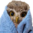 CozyOwl