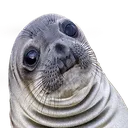 seal