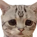 sadcat