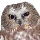 angry2