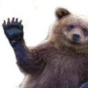 bearhi
