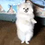 doggodancing