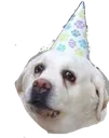 doggo
