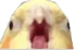 birb