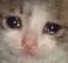 sadkitty sadkitty