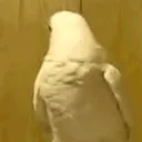 nobird