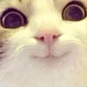 happymeow