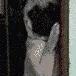 shy