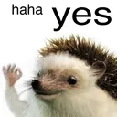 hahayes