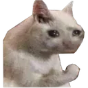 sadcat