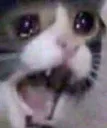 sadcat2