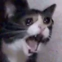 screm