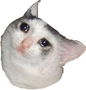 :sadcat: