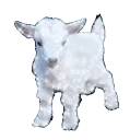 goatsparkle