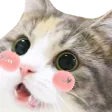 blush