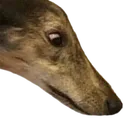 SnootR