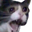crycat