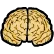 brain