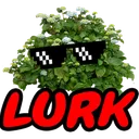 lurk