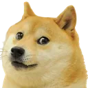 doge doge