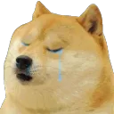 dogecrying dogecrying