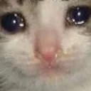 SadCat
