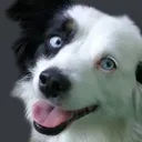 hapdoggo