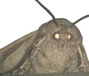 moth