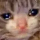 catcry