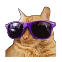 CoolCat