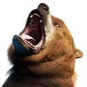 ursus ursus