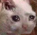 sadcat