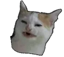 meow