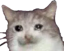 sadkitty2