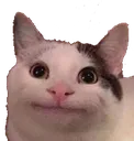 politecat