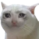 sad_cat sad_cat