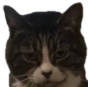 kittyglare kittyglare