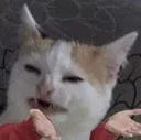 meowhat