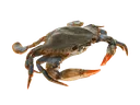 Crab