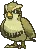pidgey1