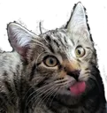 michdiscat michdiscat