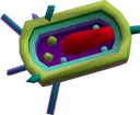 cell