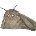 moth